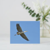 Grijze haron tijdens de vlucht briefkaart (Staand voorkant)