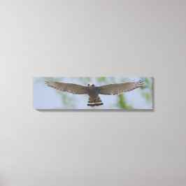 Grijze Hawk op een vreedzaam vliegcanvas Canvas Afdruk