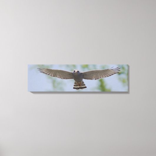 Grijze Hawk op een vreedzaam vliegcanvas Canvas Afdruk (Voorkant)