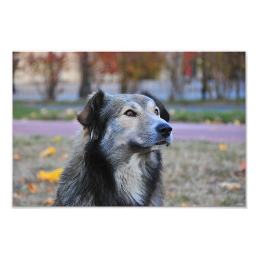 Grijze hond foto afdruk (Voorkant)