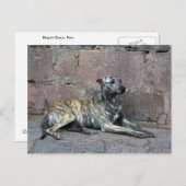 Grijze hond in Cusco, Peru Briefkaart (Voorkant / Achterkant)