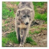 Grijze hond tegeltje (Voorkant)