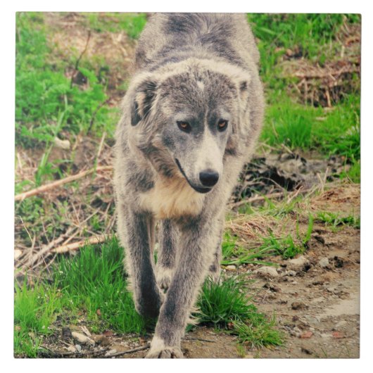 Grijze hond tegeltje (Voorkant)