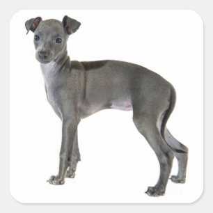 Grijze Italiaanse Greyhound Puppy Dog Vierkante Sticker