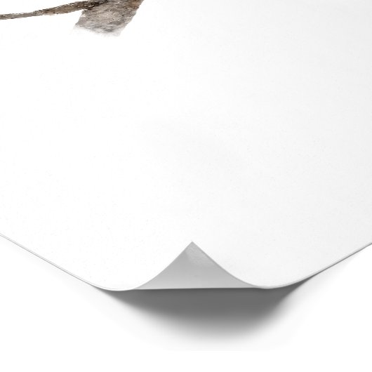 Grijze Jay Bird Poster Print (Hoek)