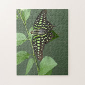 Grijze jay vlinder legpuzzel (Verticaal)