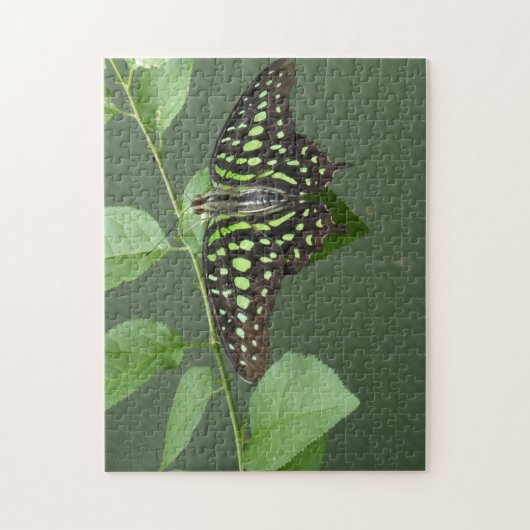 Grijze jay vlinder legpuzzel (Verticaal)