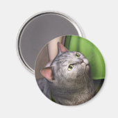 Grijze Kat 3 Magneet (Voorkant / Achterkant)