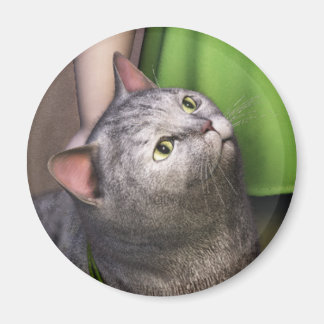 Grijze Kat 3 Magneet