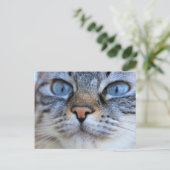 Grijze kat briefkaart (Staand voorkant)