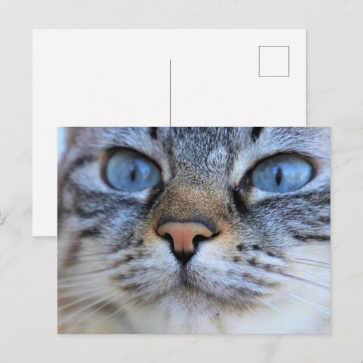 Grijze kat briefkaart (Voorkant / Achterkant)