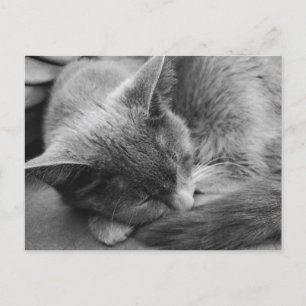 Grijze kat briefkaart