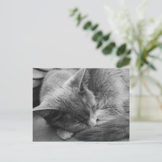 Grijze kat briefkaart (Staand voorkant)