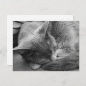Grijze kat briefkaart (Voorkant / Achterkant)