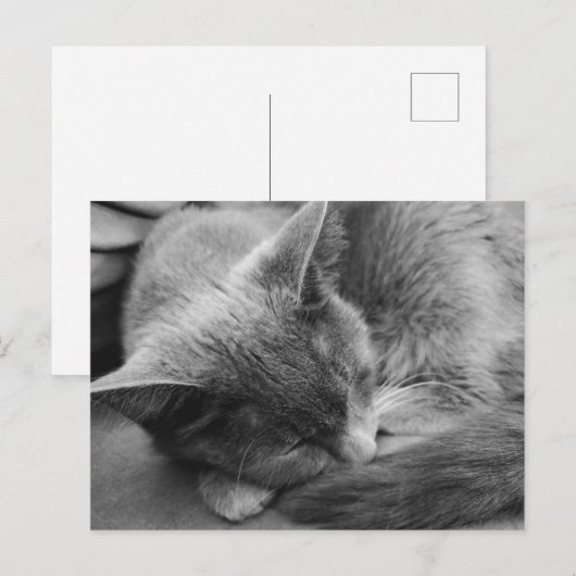 Grijze kat briefkaart (Voorkant / Achterkant)