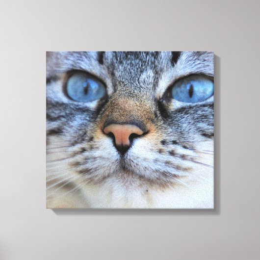 Grijze kat canvas afdruk (Voorkant)