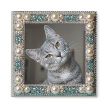 Grijze Kat Dieren Herinneringsanker 
