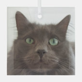 Grijze kat glas ornament (Voorkant)