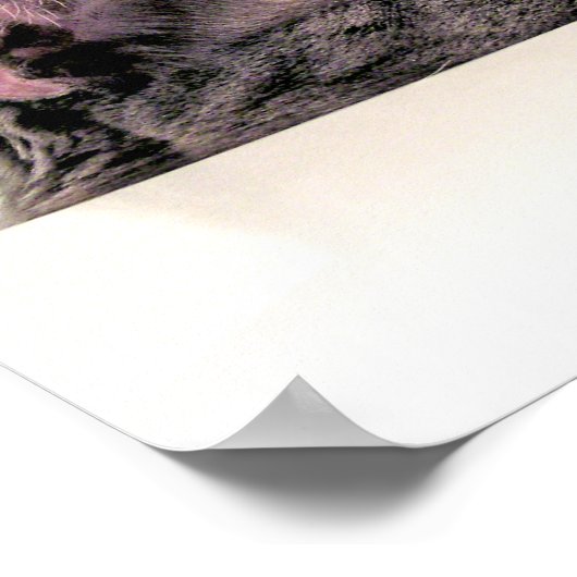 Grijze kat in de gootsteen poster (Hoek)