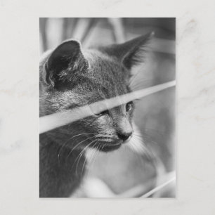Grijze kat in de gras briefkaart