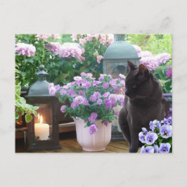 Grijze kat in de tuin briefkaart