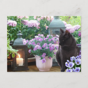 Grijze kat in de tuin briefkaart