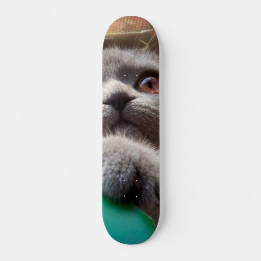 Grijze kat in kartonnen doos persoonlijk skateboard (Voorkant)