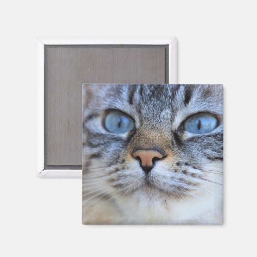 Grijze kat magneet (Voorkant / Achterkant)