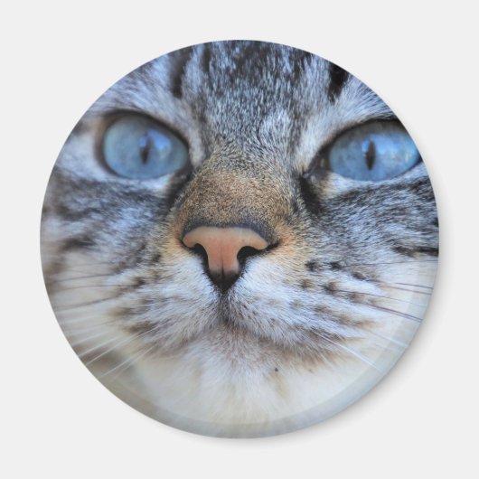 Grijze kat magneet (Voorkant)