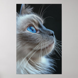 Grijze kat met blauwe ogen poster