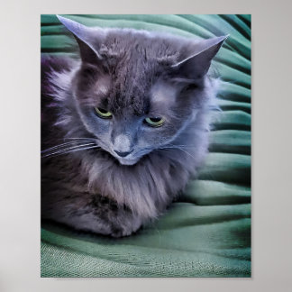 Grijze kat met  groene ogen poster