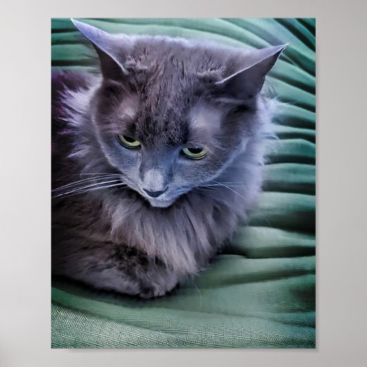 Grijze kat met  groene ogen poster (Voorkant)