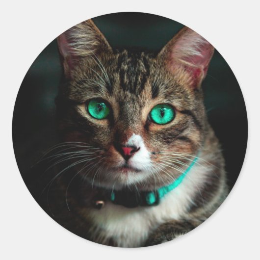 Grijze kat met groene ogen ronde sticker (Voorkant)