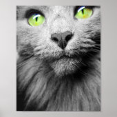 Grijze kat met heldere groene ogen poster (Voorkant)