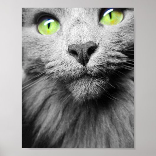 Grijze kat met heldere groene ogen poster (Voorkant)