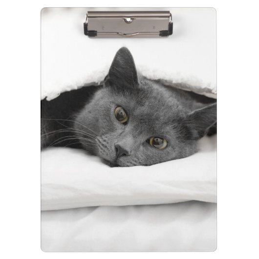 Grijze kat onder witte dop klembord (Voorkant)