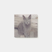 Grijze kat post-it® notes (Voorkant)