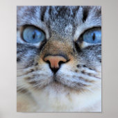 Grijze kat poster (Voorkant)