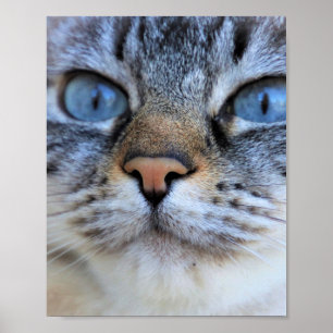 Grijze kat poster