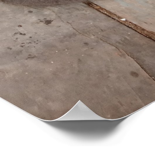 Grijze kat poster (Hoek)