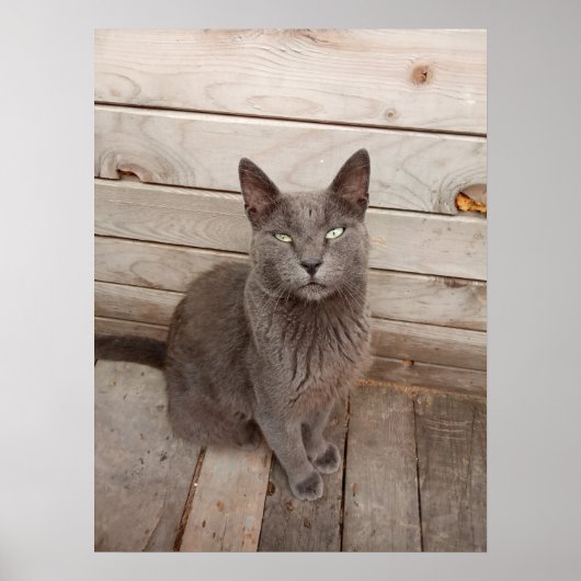 Grijze kat poster (Voorkant)