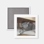 Grijze kat Russisch Blauw Magneet (Voorkant / Achterkant)