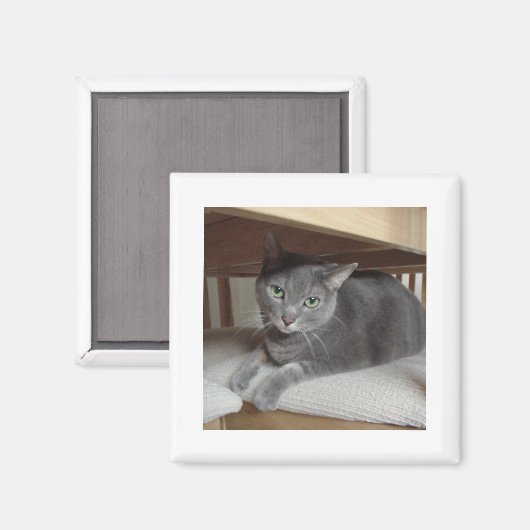 Grijze kat Russisch Blauw Magneet (Voorkant / Achterkant)