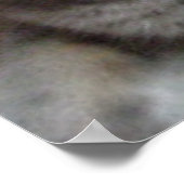 Grijze kat Russisch Blauw Poster (Hoek)