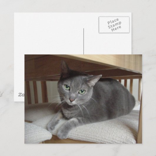 Grijze Kat/Russische Blauwe Briefkaart (Voorkant / Achterkant)