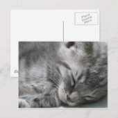 Grijze Kat Slapende Briefkaart (Voorkant / Achterkant)