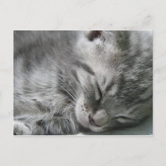Grijze Kat Slapende Briefkaart (Voorkant)