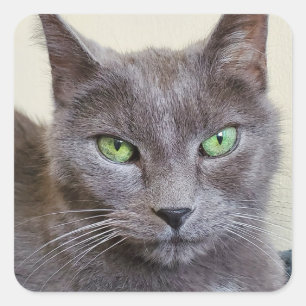 Grijze kat stickers