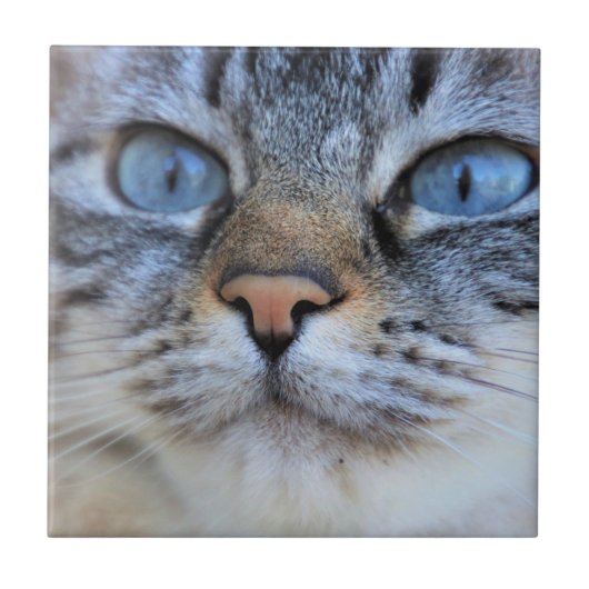 Grijze kat tegeltje (Voorkant)