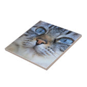 Grijze kat tegeltje (Zijkant)